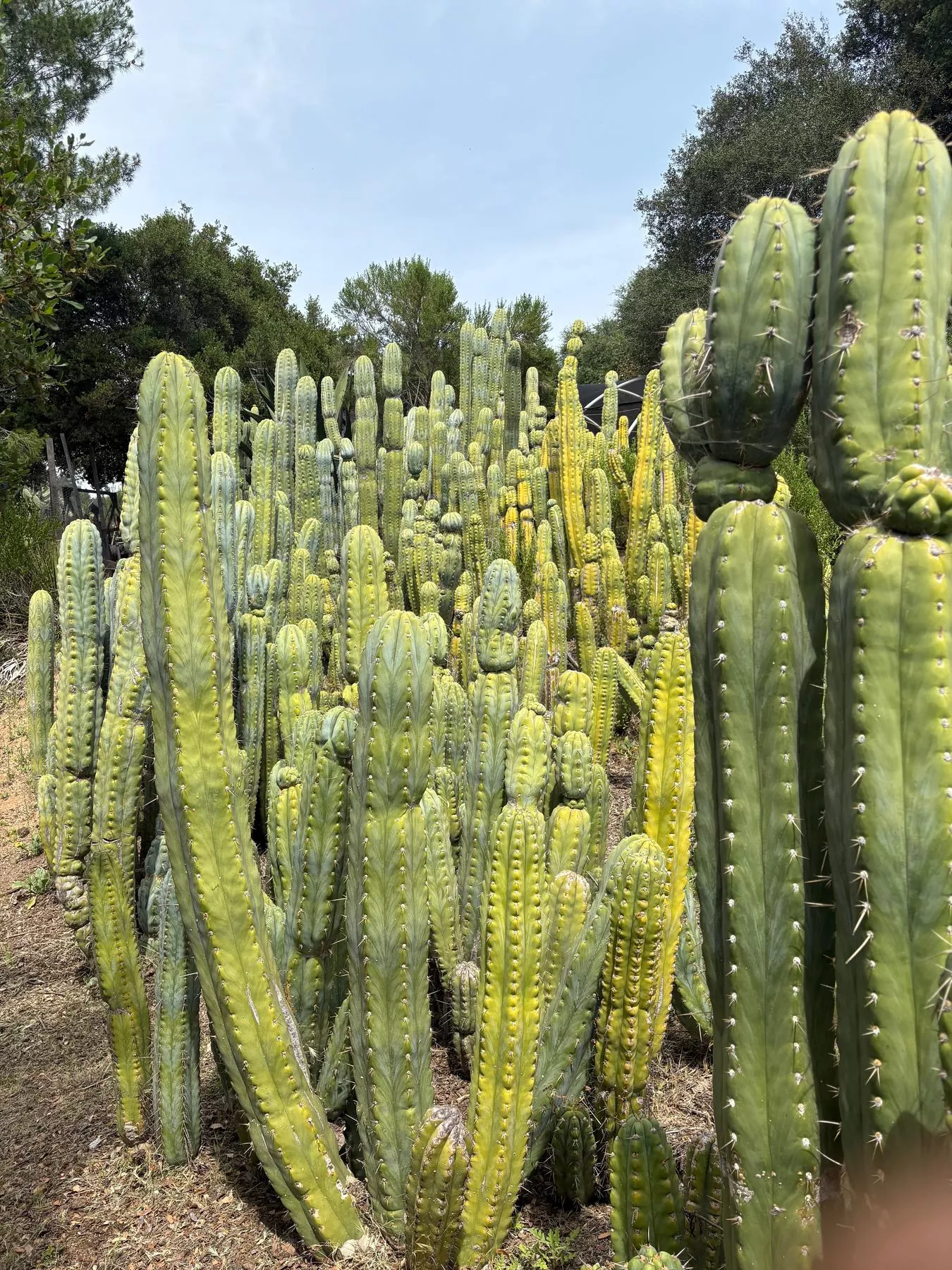 #EC123 EXACT Trichocereus Peruvianus “Resilience Cactus Cuttings