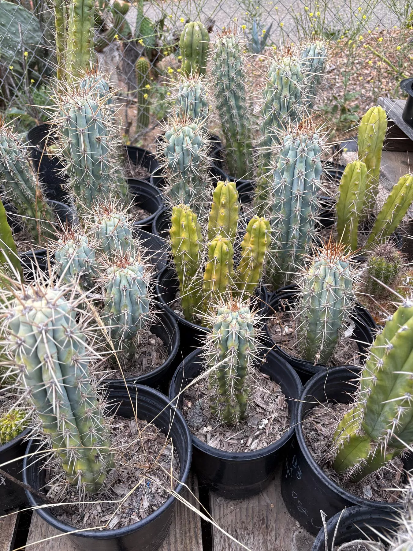 #EC124 Browningia Hertlingiana Cactus specimen 10-12