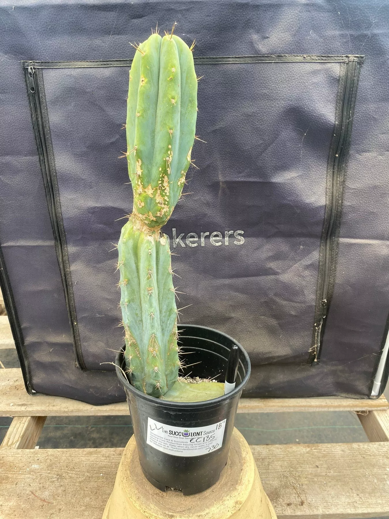 #EC135 EXACT Trichocereus Lost Label Cactus 18