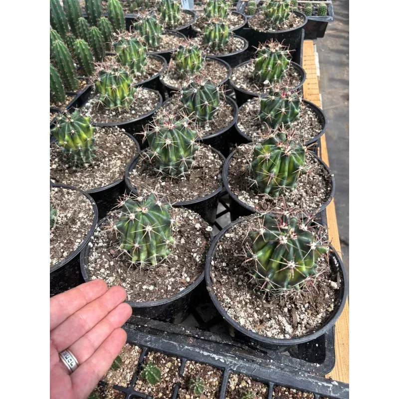 #EC154 Variegated Ferocactus Cactus in 6 container