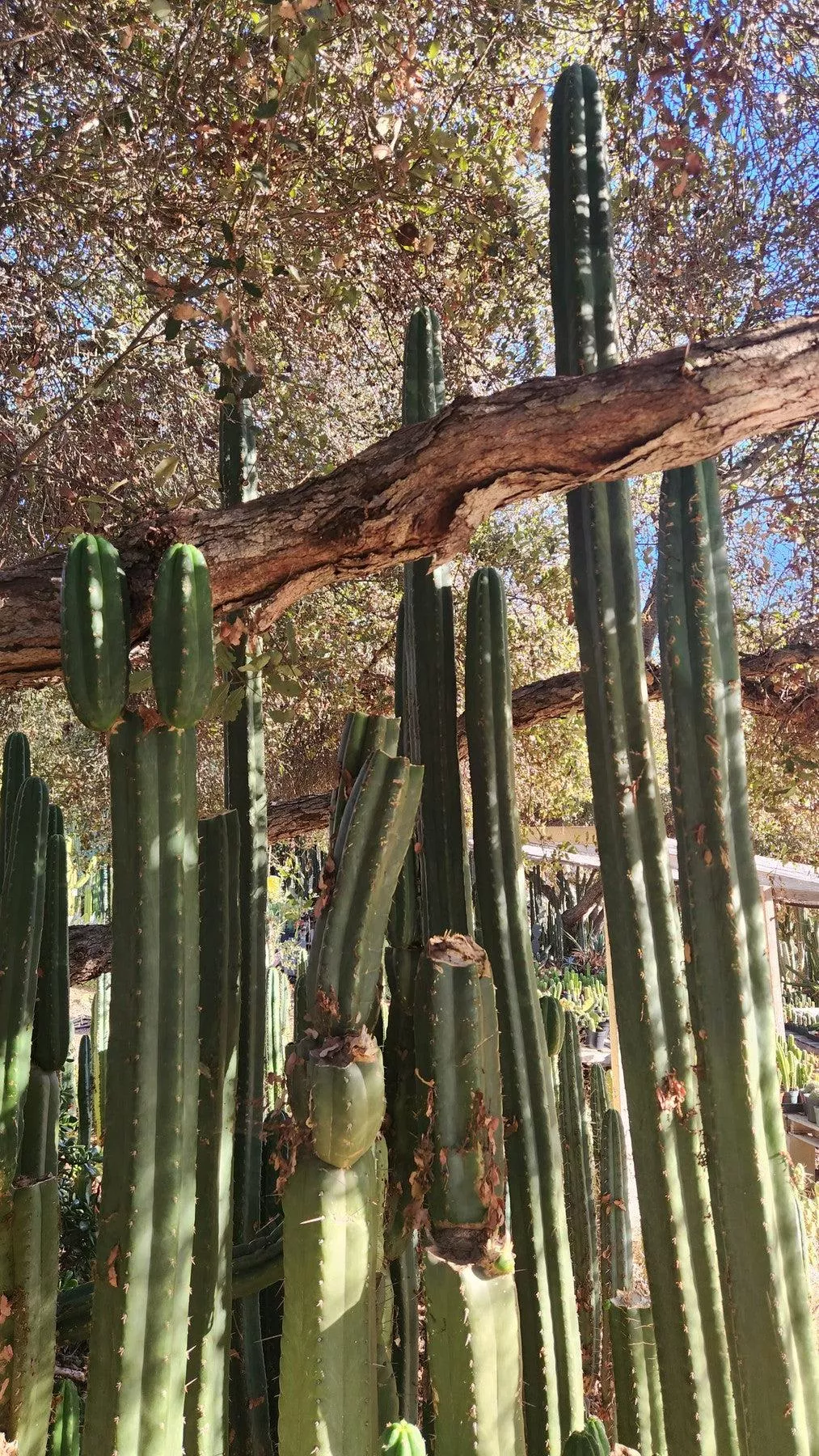#EC157 EXACT Trichocereus Pachanoi “Awful” Cactus Various sizes