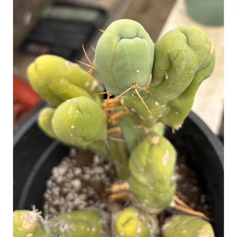 #EC168 EXACT Trichocereus Bridgesii TBM Ornamental Cactus