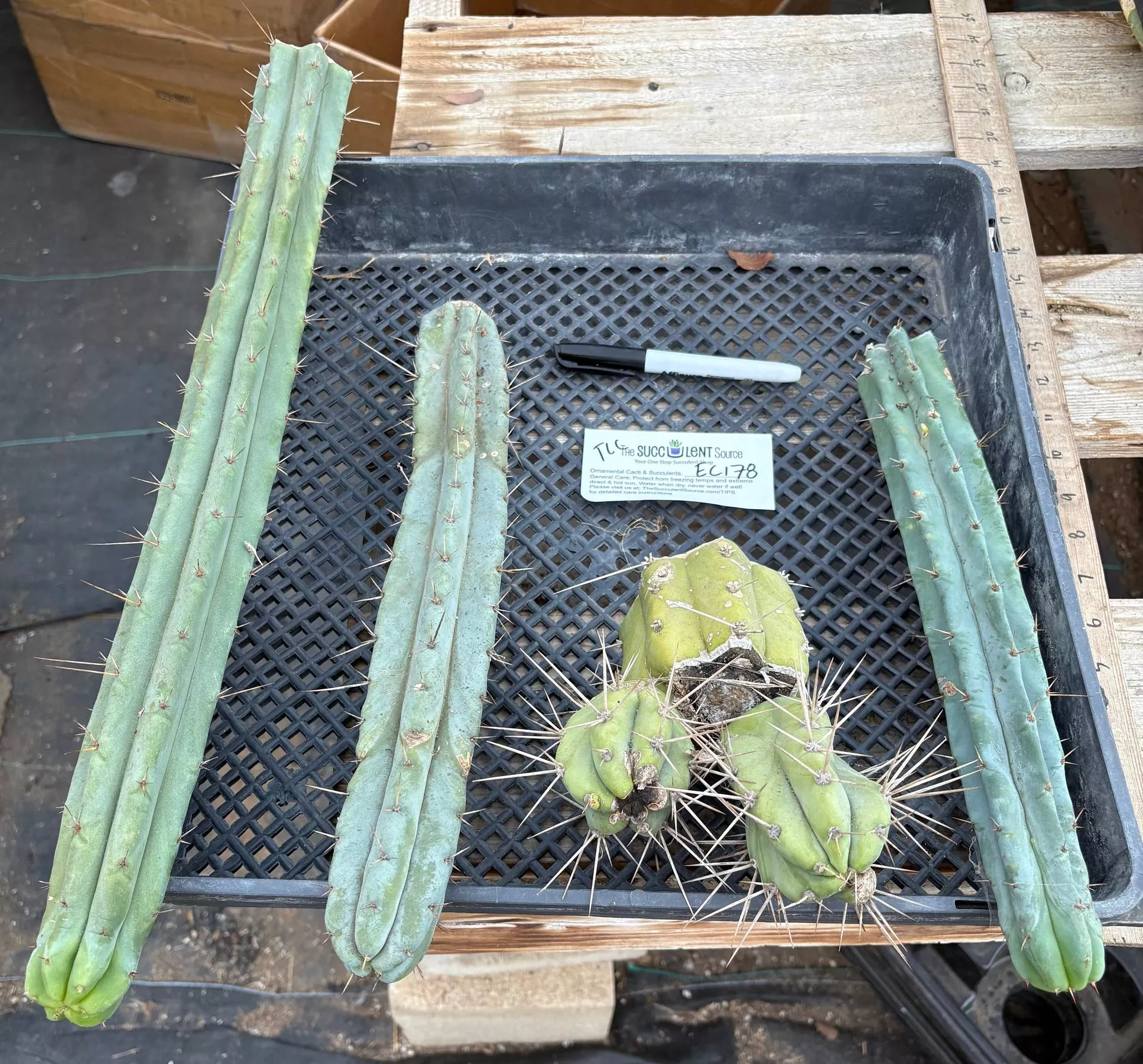 #EC178 EXACT Trichocereus Bridgesii ornamental TLC cactus cutting All TIPS Lot
