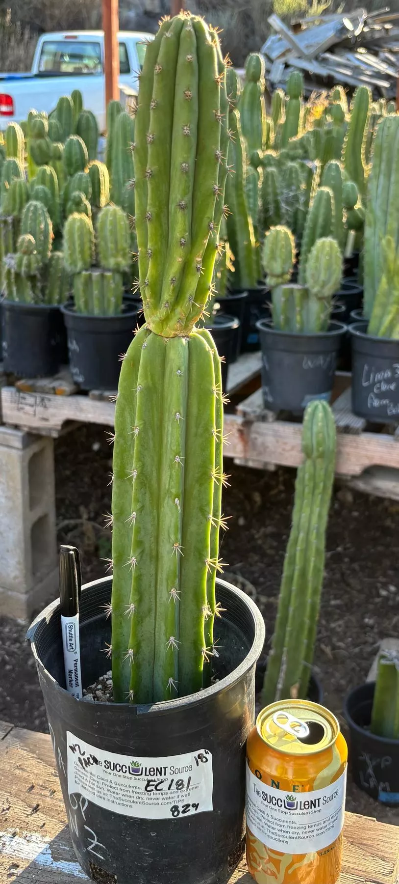 #EC181 EXACT Trichocereus Pachanoi Op New Zealand Cactus Potted 18