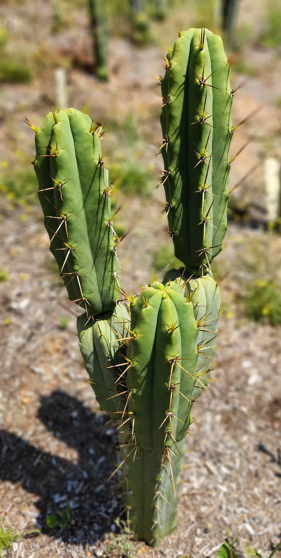 #EC19 Trichocereus Bridgesii “Eileen” Cactus Cutting 8-10 approx