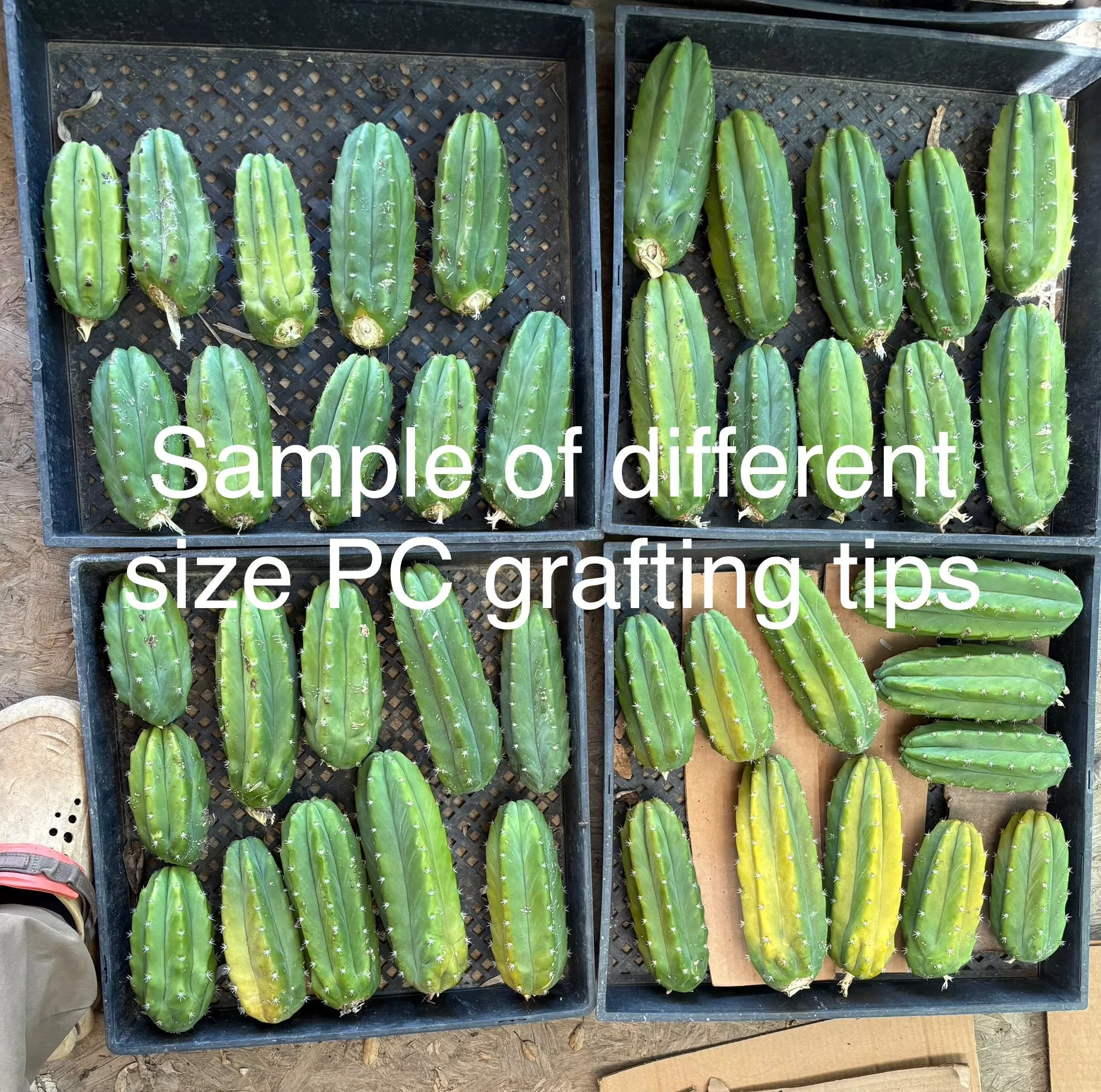 #EC192 EXACT Trichocereus Pachanoi “PC” Grafting Dream 30lbs of tips!