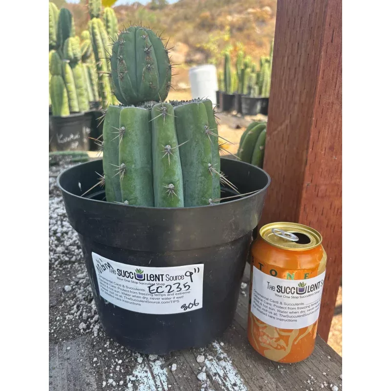 #EC235 EXACT Trichocereus Peruvianus Nibiru Cactus 9