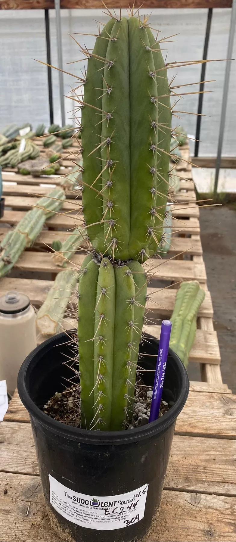 #EC244 EXACT Trichocereus Ornamental Cactus 14.5″