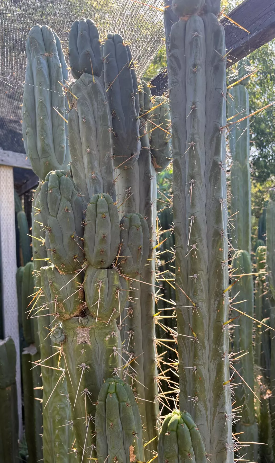 #EC261 Trichocereus Peruvianus X Bridgesii Swerve Cactus Cutting 8-10