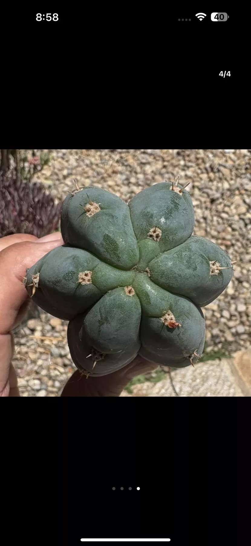 #EC265 Trichocereus Colossus Cactus 8.5″ cutting