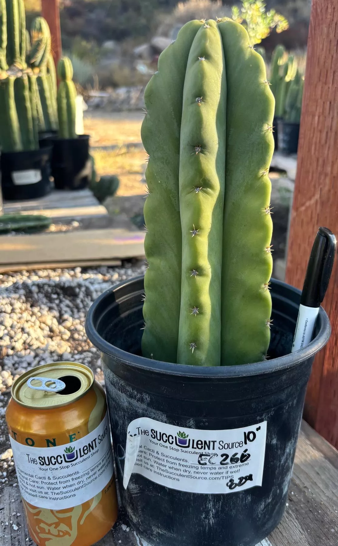 #EC266 EXACT Trichocereus Pachanoi SKIP Cactus 10