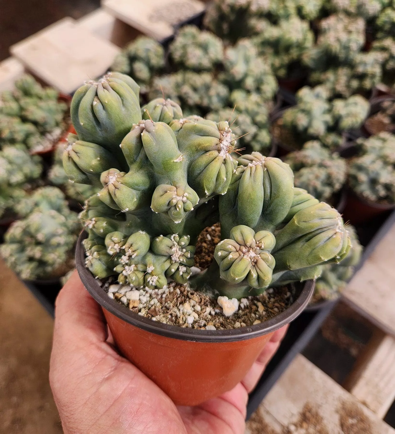#EC269 Cereus Forbesii Monstrose Ming Thing Cactus 4″