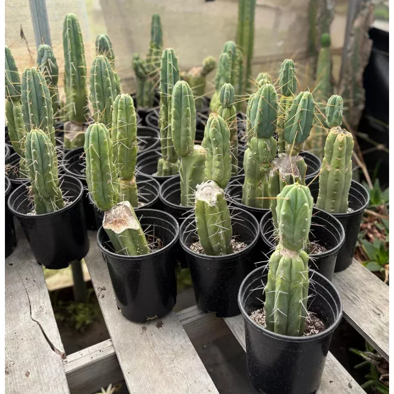 #EC29 EXACT Trichocereus Bridgesii Bargain Basic Potted Cactus 12-14″