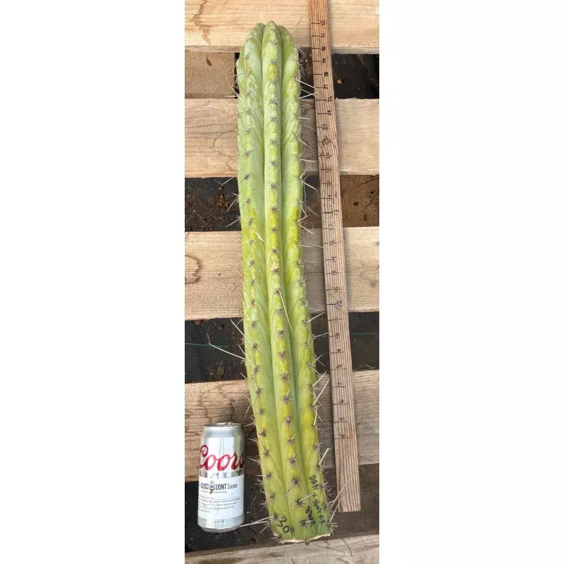 #EC291 Dan X Sharxx Blue Cactus Cutting 30