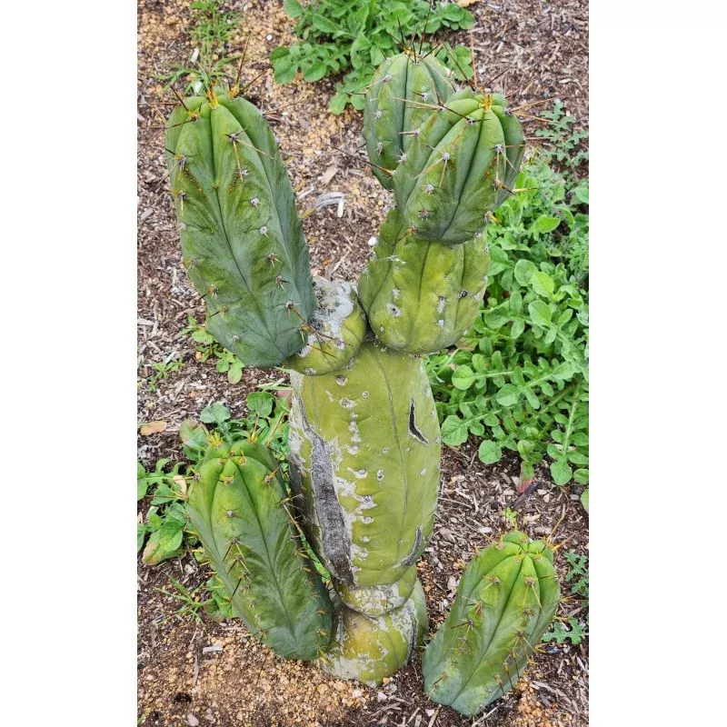 #EC299 Trichocereus BBG Amazonas Cactus Cutting 7-8″