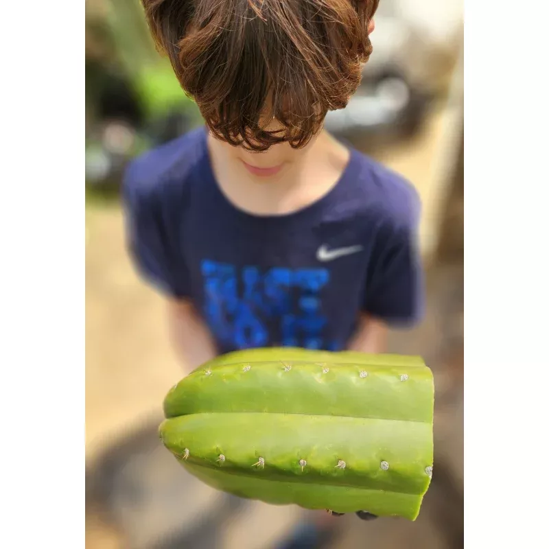 #EC300 EXACT Trichocereus Pachanoi “Phat Pach” Cactus Cutting
