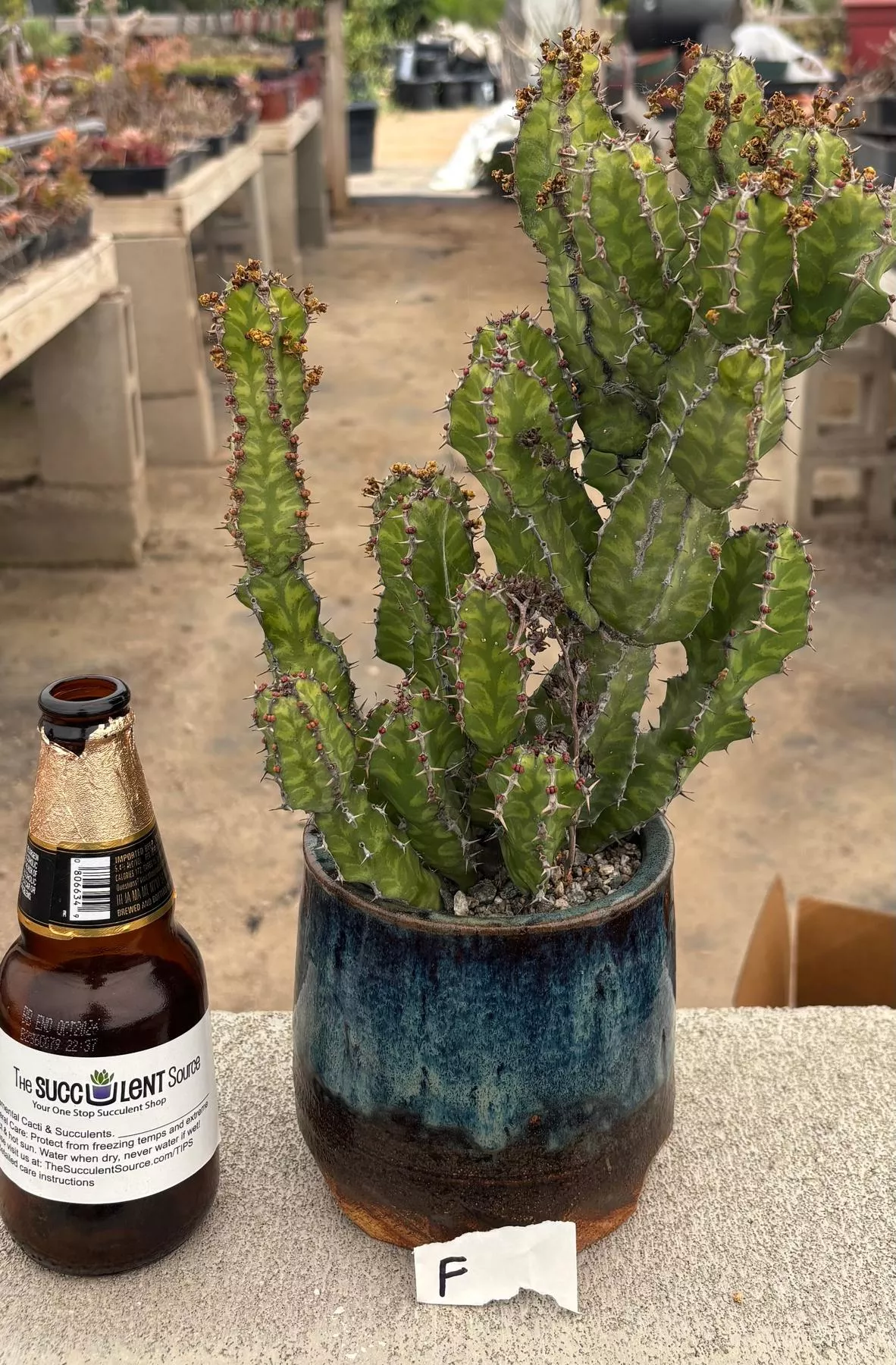 #EC311 Blaises EXACT Cactus & Euohorbia Potted Specimens