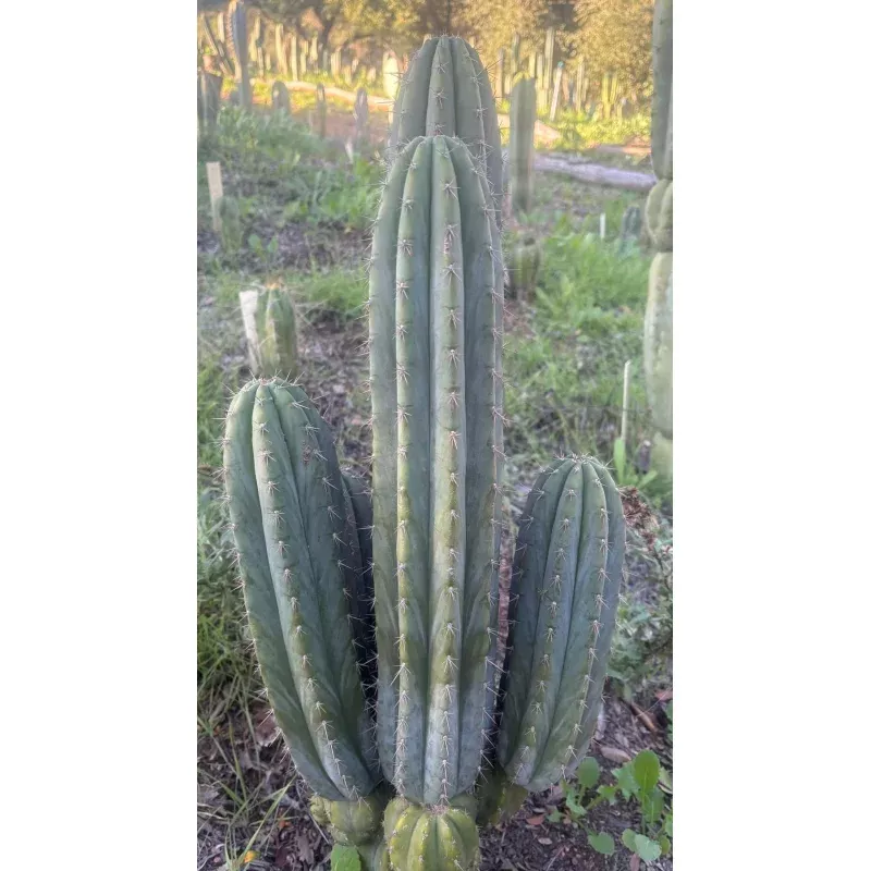 #EC334 EXACT Trichocereus Peruvianus KULA Cactus Cutting 8-10