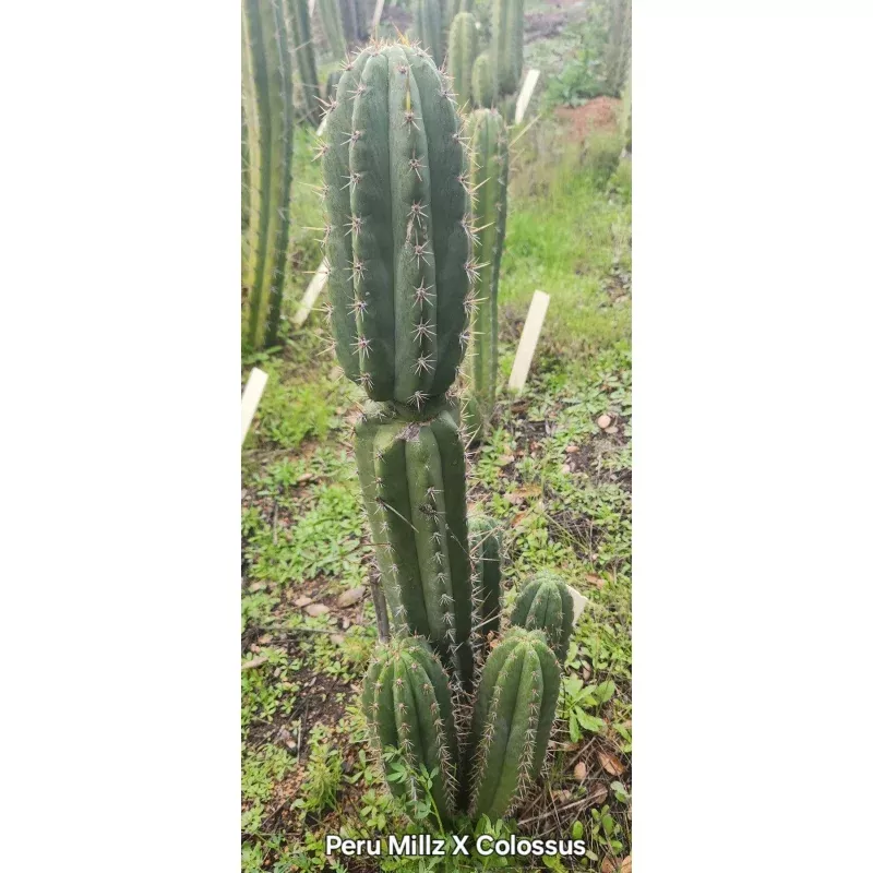 #EC336 EXACT Trichocereus Peruvianus Millz X Colossus Cactus Cutting 8″
