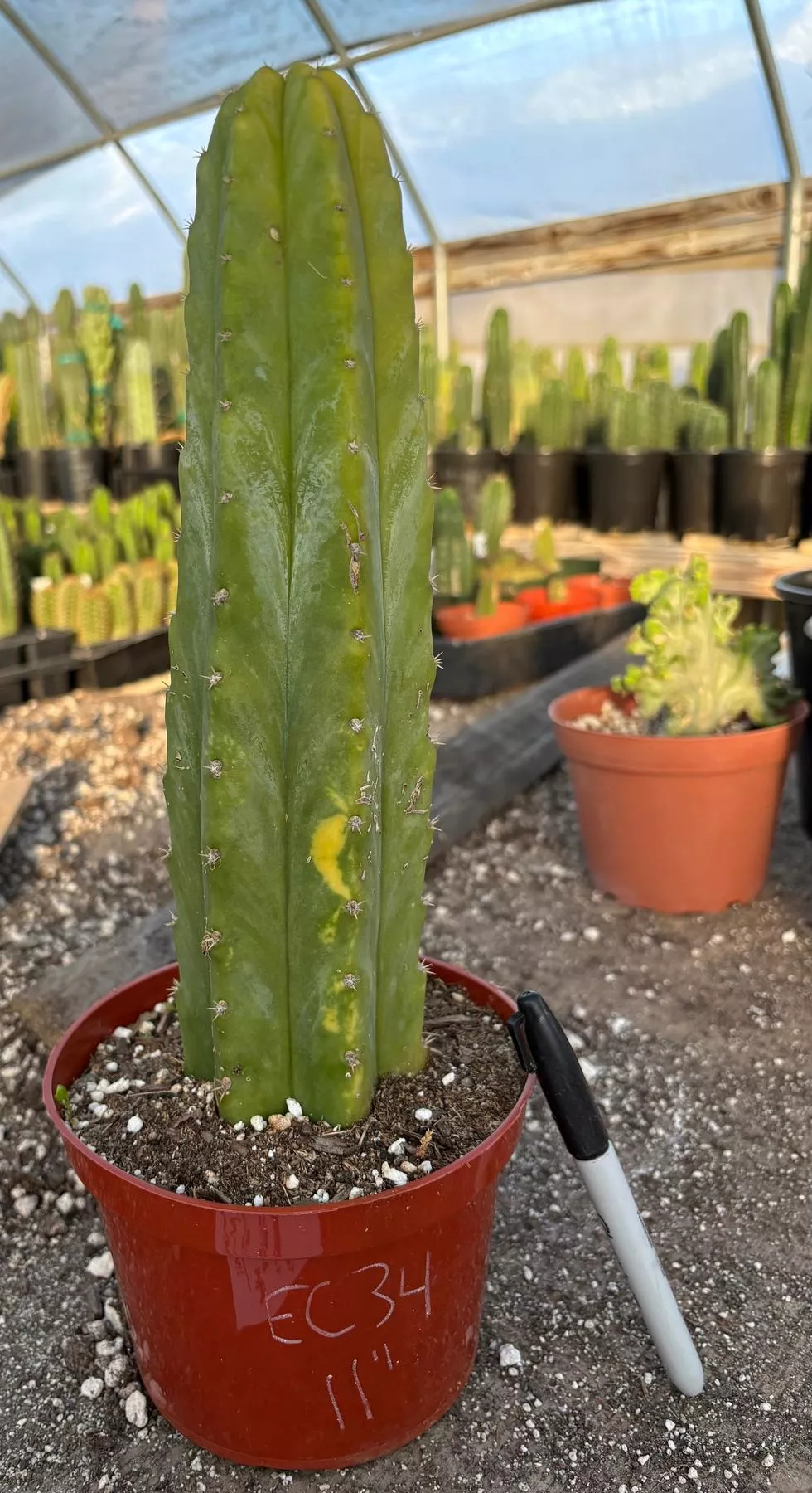 #EC34 EXACT Trichocereus Pachanoi PC Variegated Cactus 11