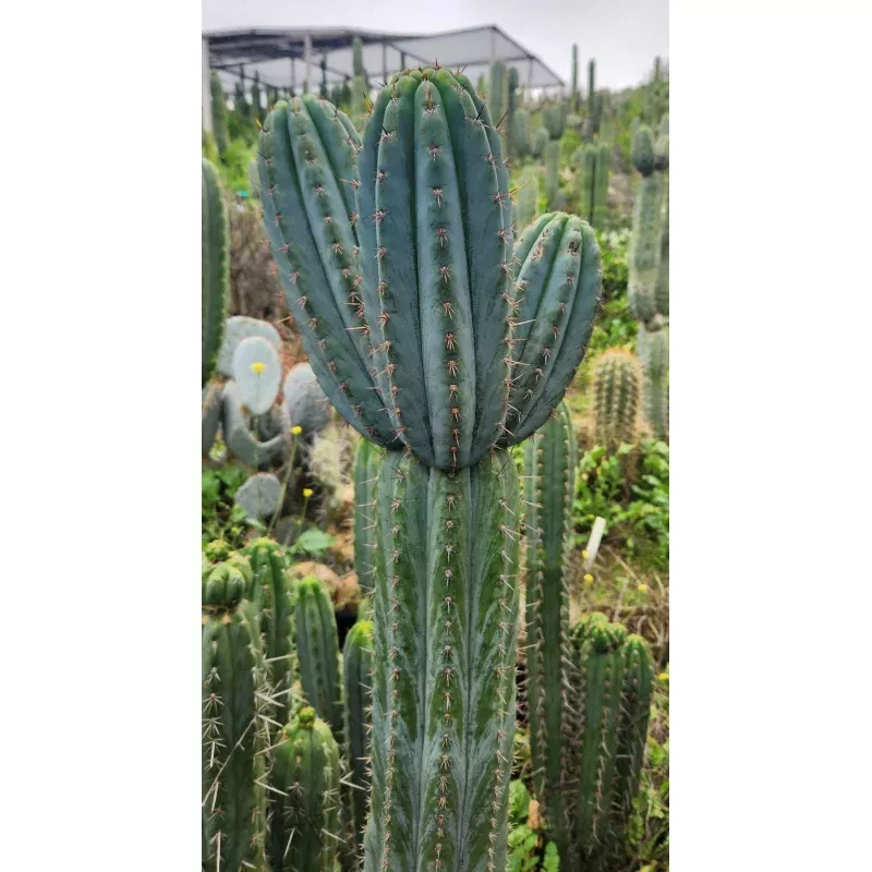 #EC354 Trichocereus Lost Label Cactus Cutting 8″