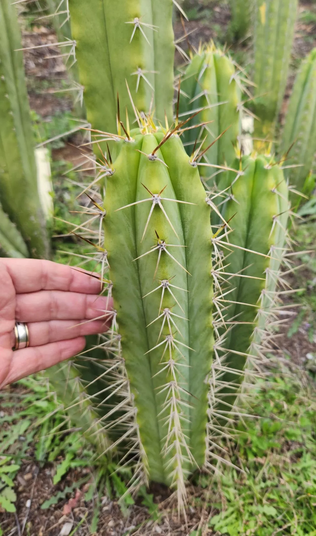 #EC356 EXACT Trichocereus SPINY Cactus Cutting 10″