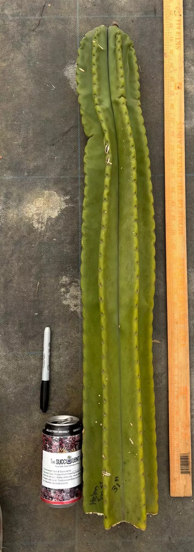 #EC363 EXACT Helon X MSS Cactus cutting 31