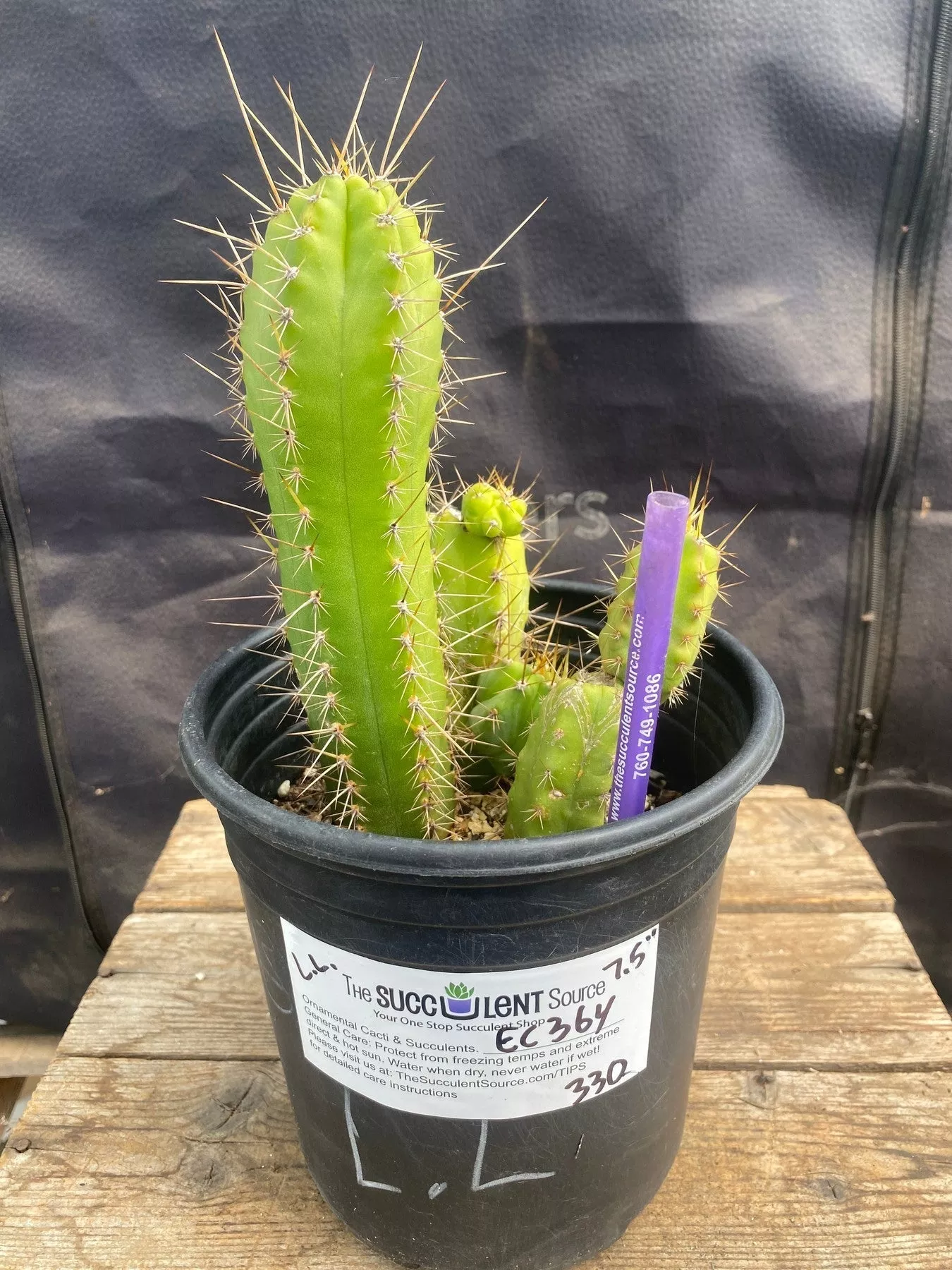 #EC364 EXACT Trichocereus Lost Label Cactus 7.5