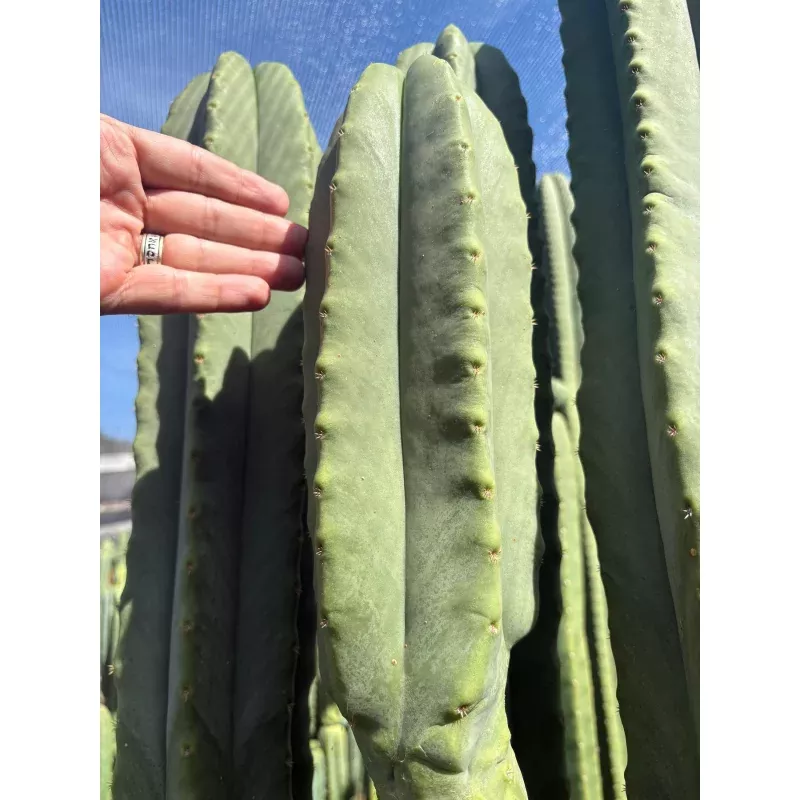 #EC370 EXACT Trichocereus Hybrid Brighton Cordobensis X Scop Kirsty Emerald Watcher Cactus Cutting 10