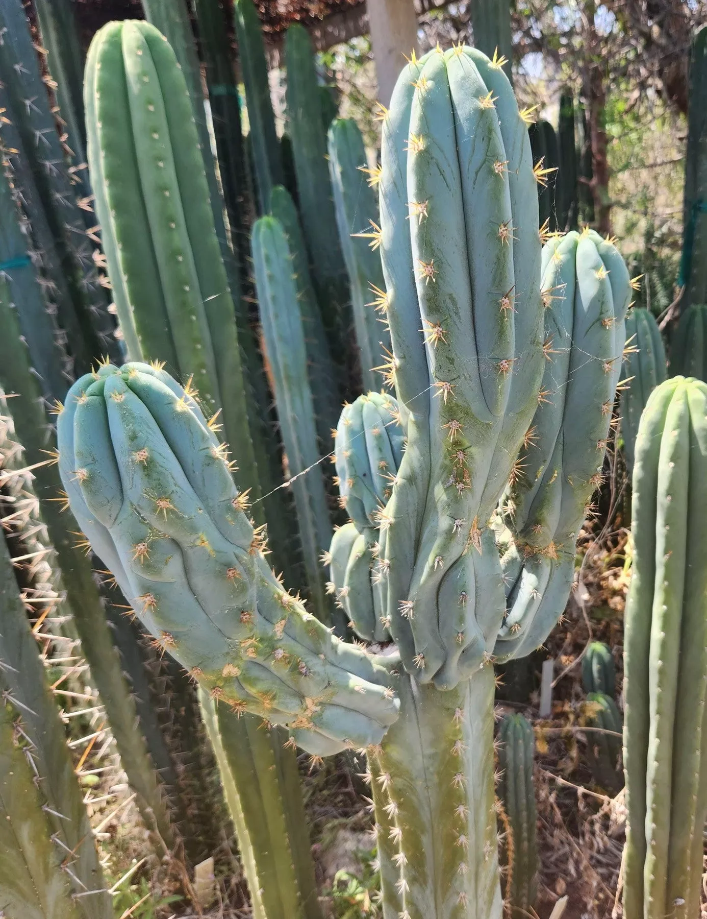 #EC379 EXACT Trichocereus Hybrid Anok X SS02 Cactus Cutting 7-8″