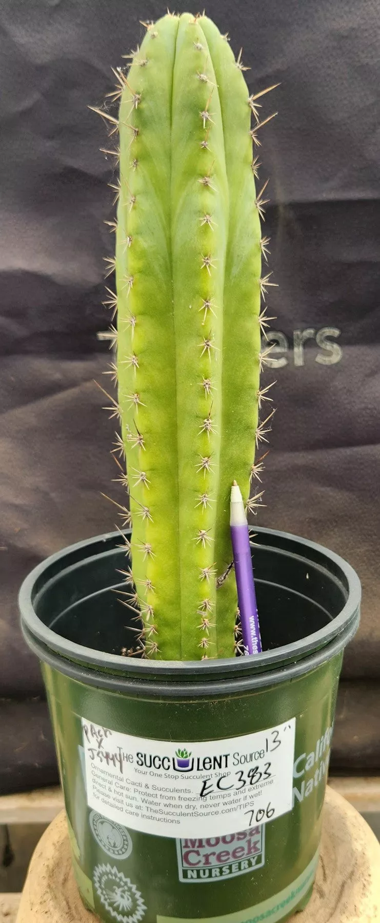 #EC383 EXACT Trichocereus Hybrid Pachanoi X JS444 Cactus 13″
