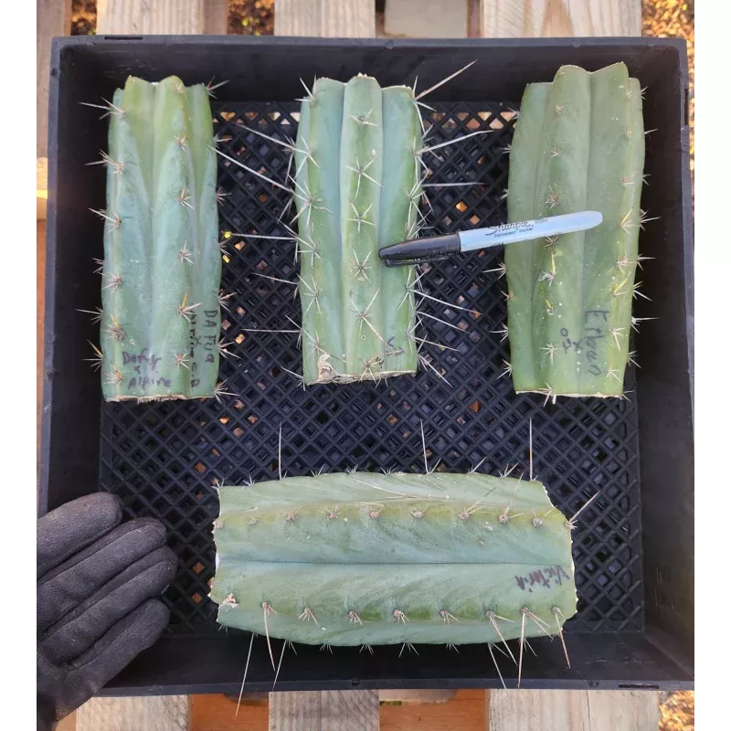 #EC388 EXACT Trichocereus Bargain Mixed Cactus Cutting Lot