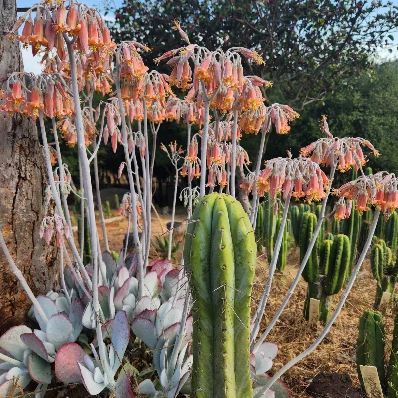 #EC393 EXACT Trichocereus BARGAIN Cactus Cuttings
