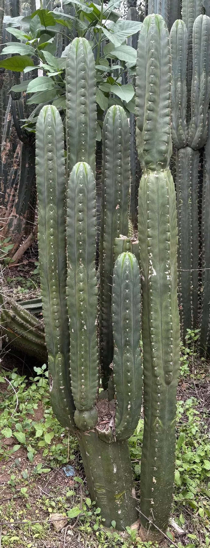 #EC43 Trichocereus Pachanoi ECK Cactus Potted and Cuttings