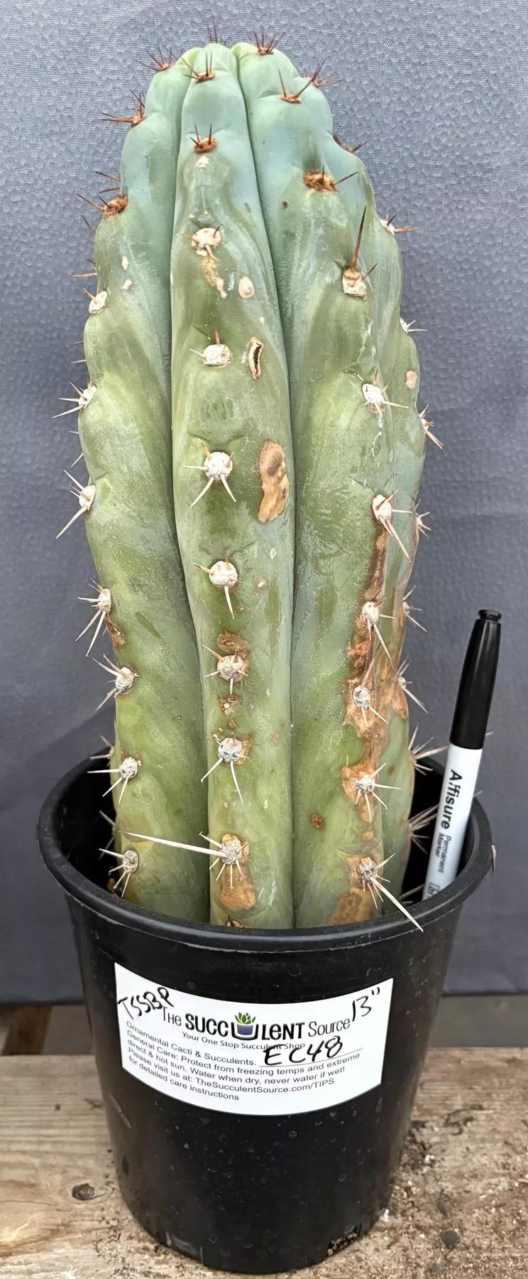 #EC48 EXACT Trichocereus Peruvianus TSSBP Blue Peru Cactus 13
