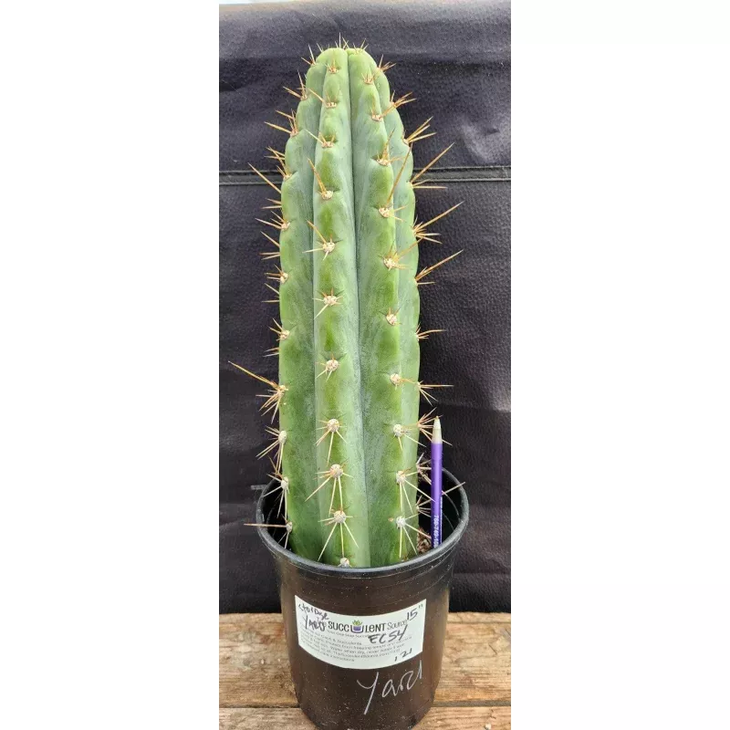 #EC54 EXACT Trichocereus Peruvianus Storage Yard Cactus 15