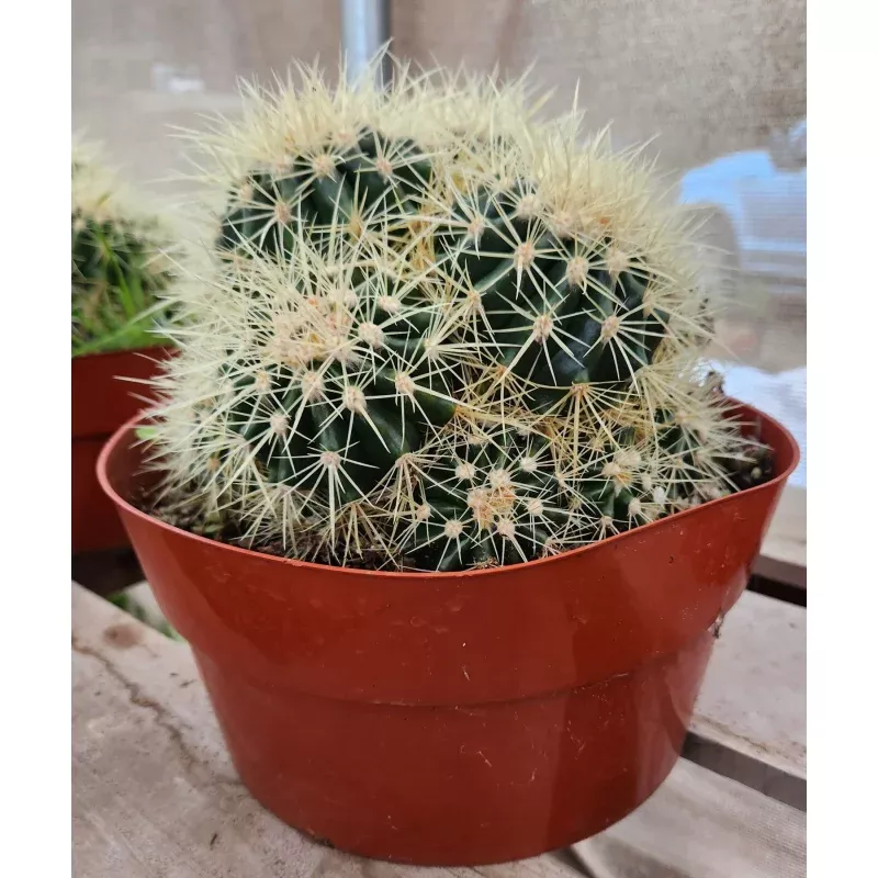 #EC58 Echinocactus Grusonii Golden Barrel Clump Cactus 10″ container