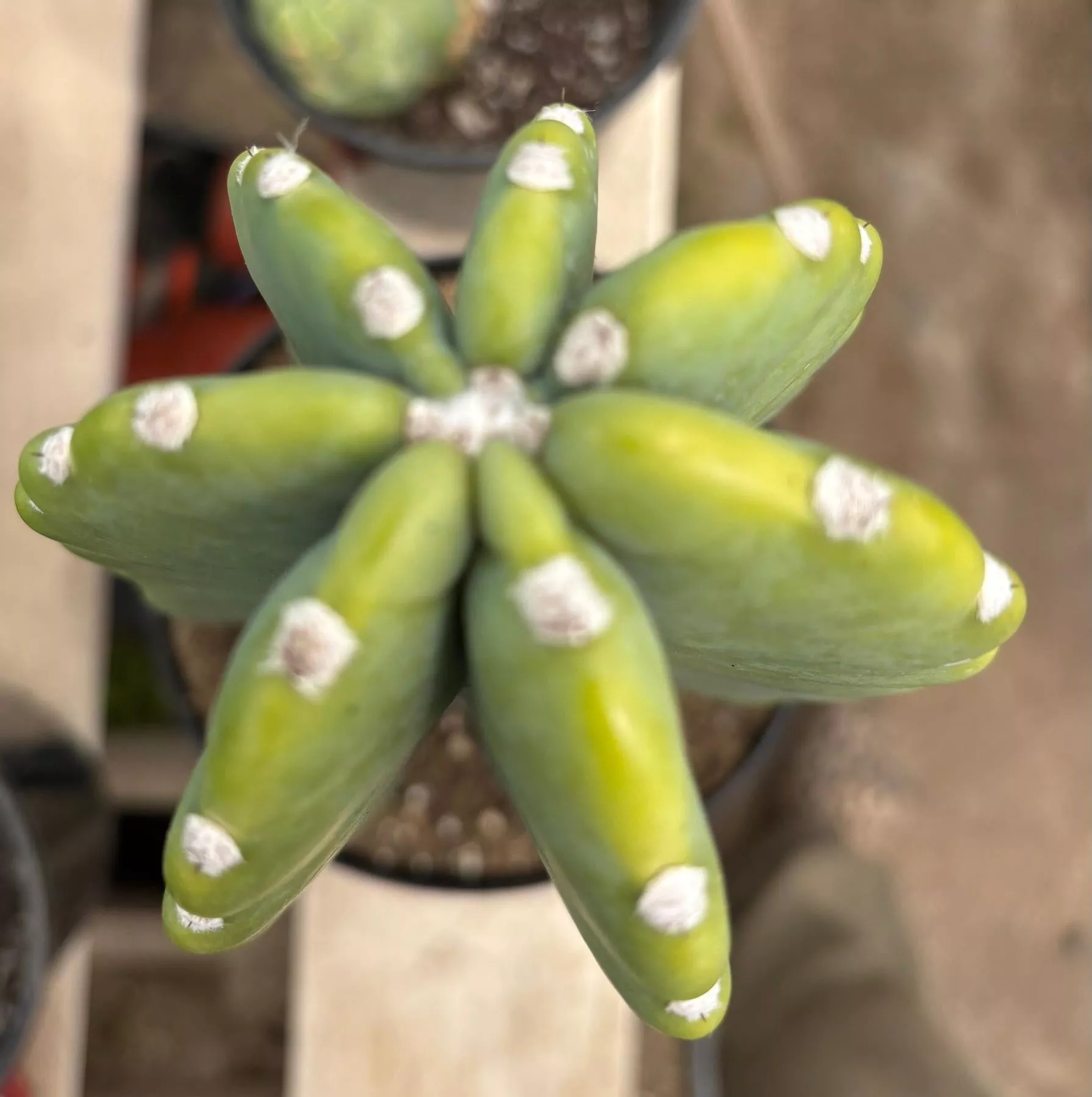 #EC60 Exact Cereus peruvianus Cactus Apple 15