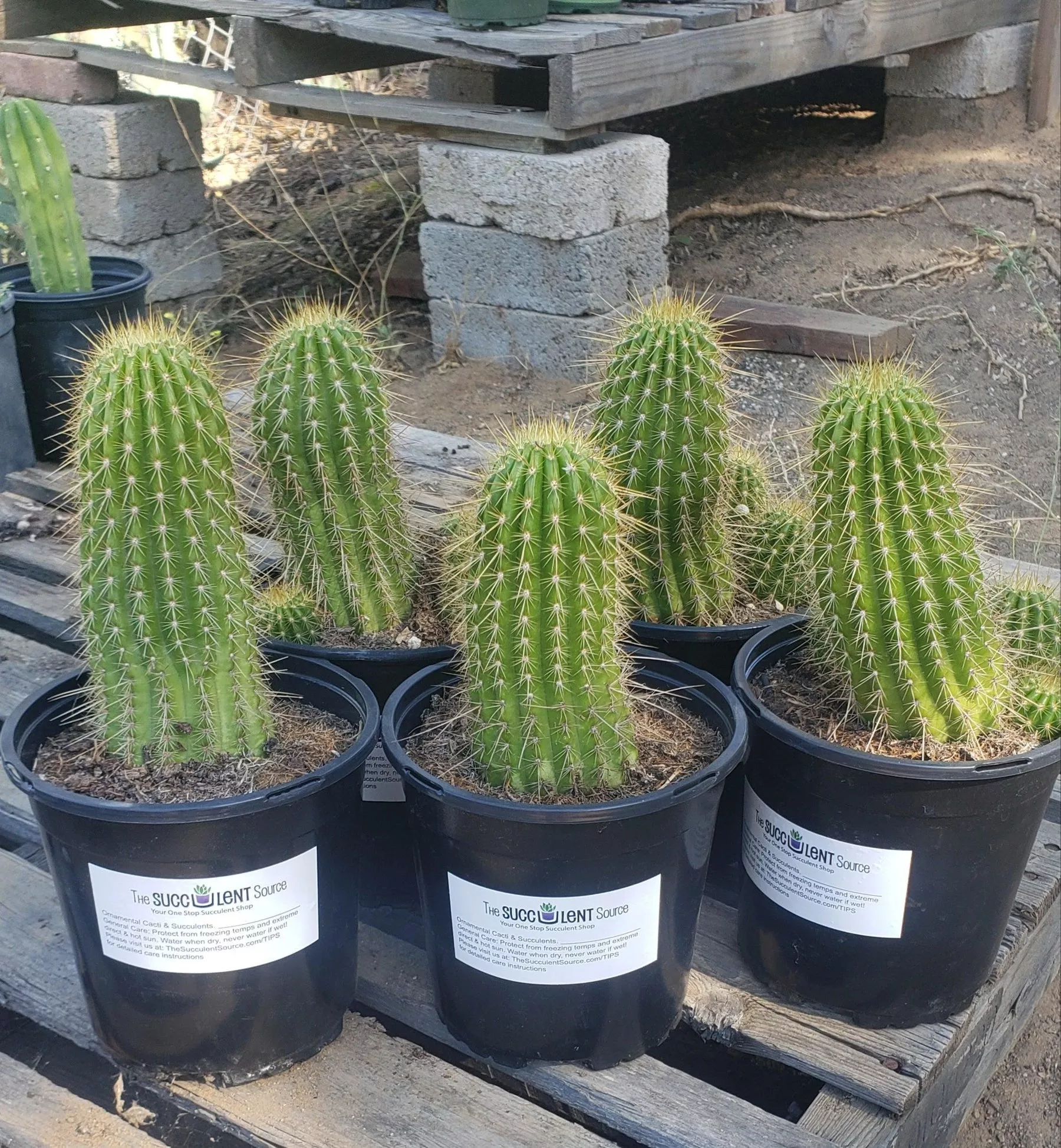 #EC65 EXACT Tricholobivia Hybrid “Pinkie” Cactus specimen