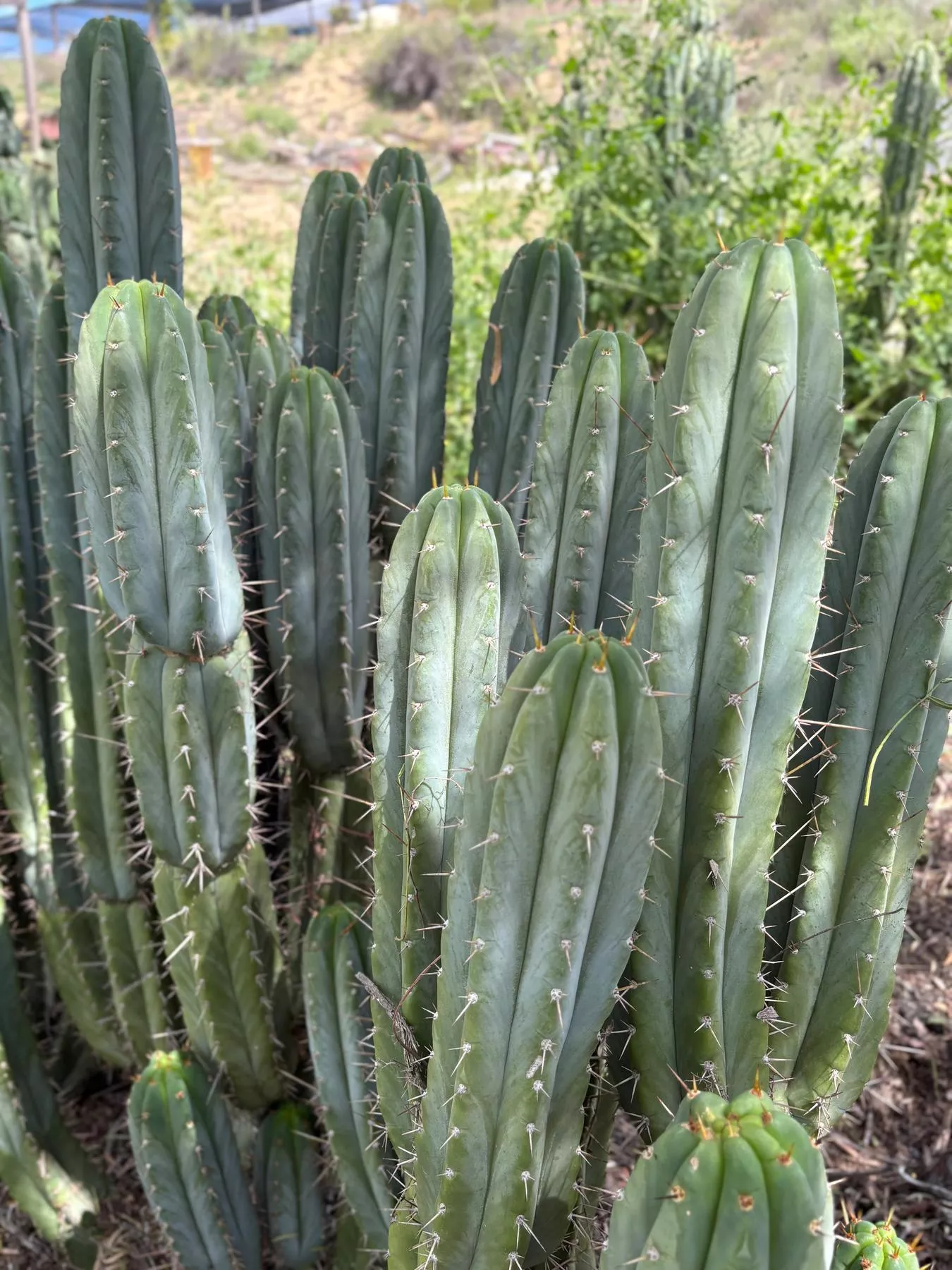 #EC69 Trichocereus Peruvianus Victoria Cactus Cutting 7-8″