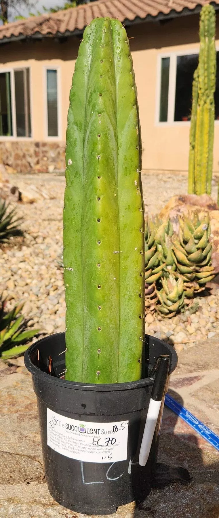 #EC70 EXACT Trichocereus Pachanoi ECK cactus 18.5″