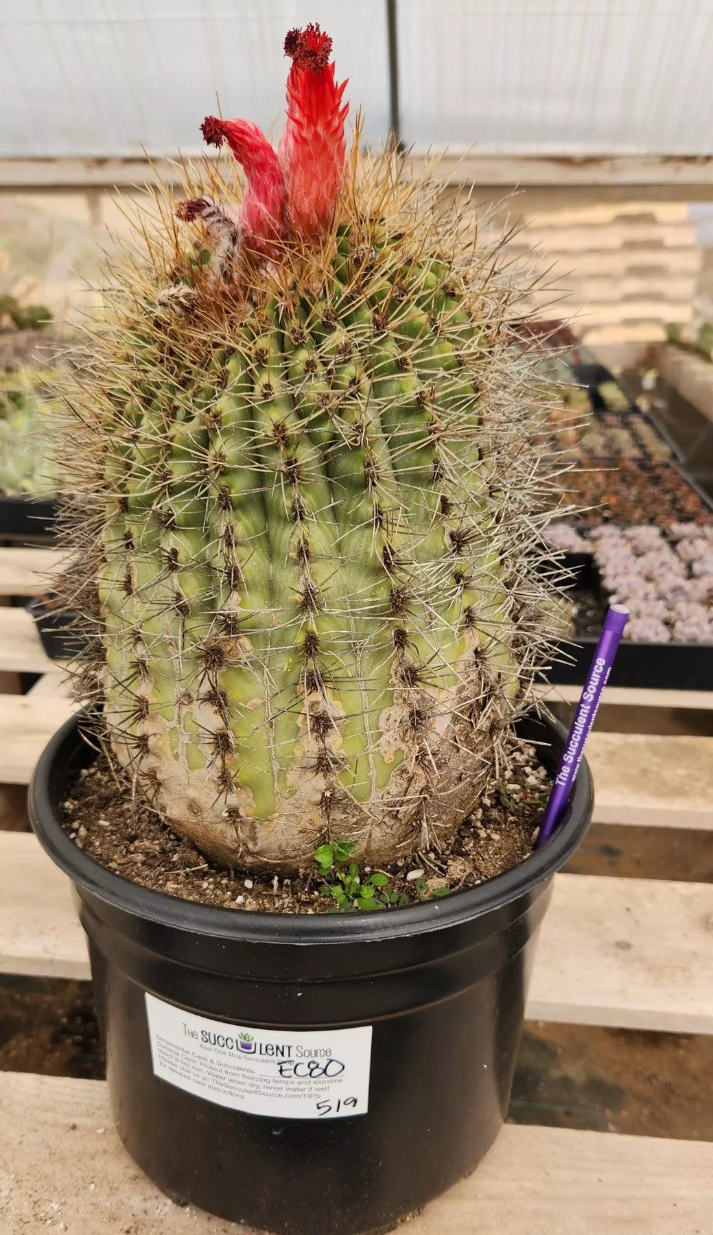#EC80 EXACT Denmoza Rhodacontha Cactus Specimen