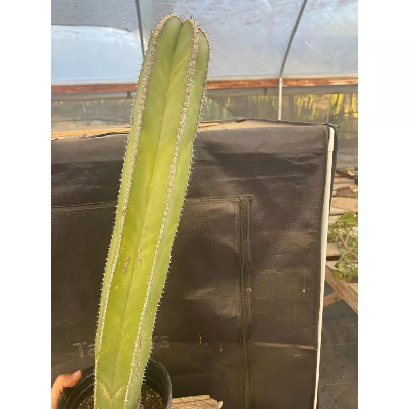 #EC83 EXACT Pachycerus Marginatus Mexican Fencepost Cactus Potted 21″