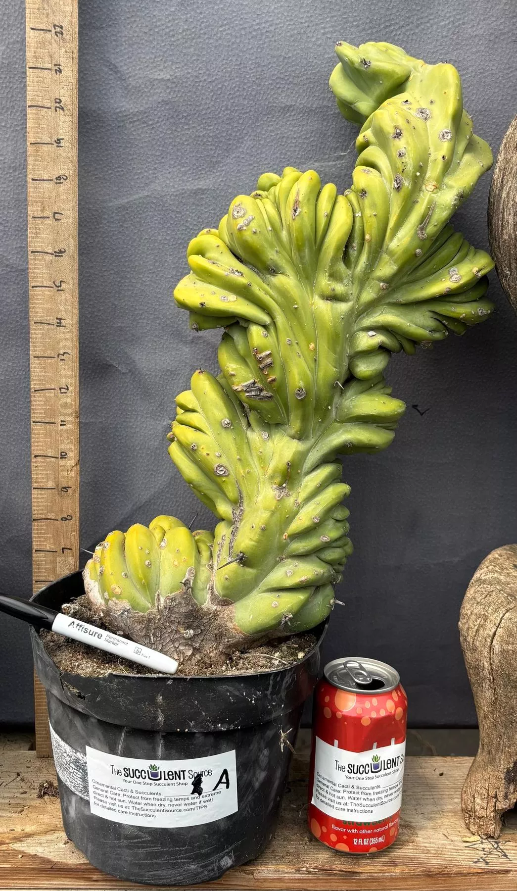 #EC87 Myrtillocactus Crested