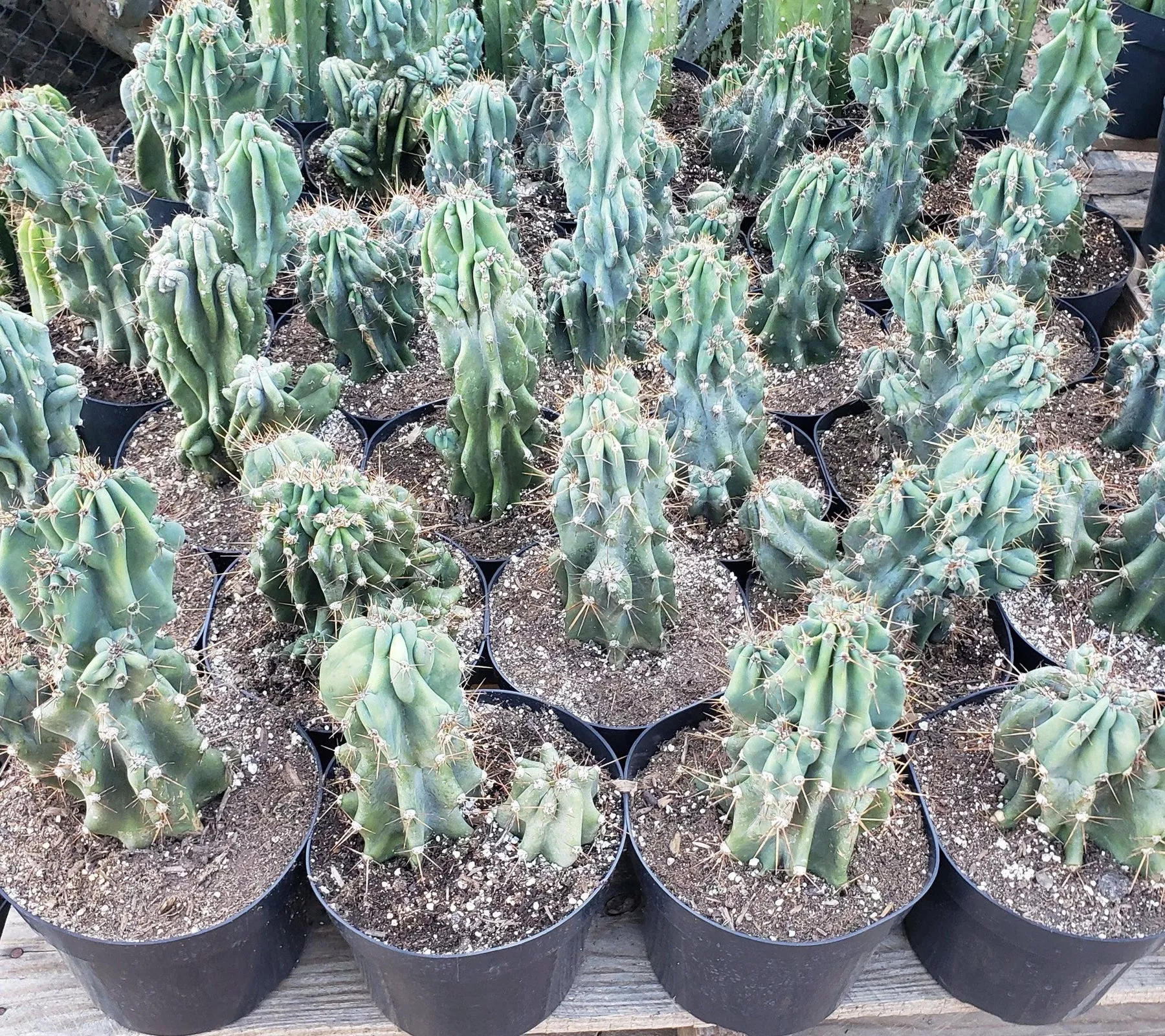 #EC99 EXACT Cereus Peruvianus Monstrose Cactus Potted 10-12″