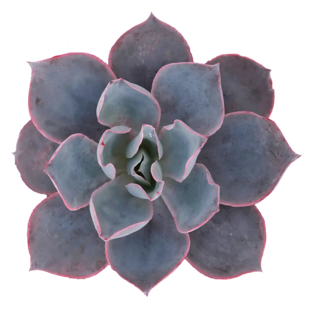 Echeveria 'Afterglow'