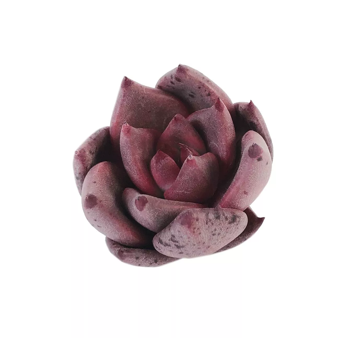 Echeveria Agavoides 'Concord'