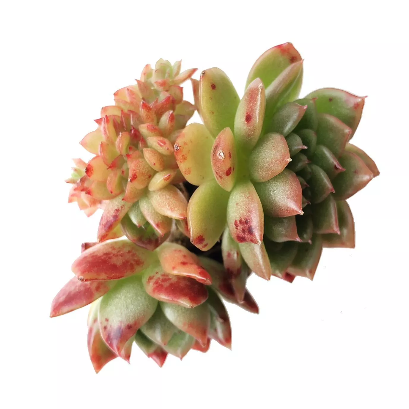 Echeveria Agavoides Ebony Sp., Cristata