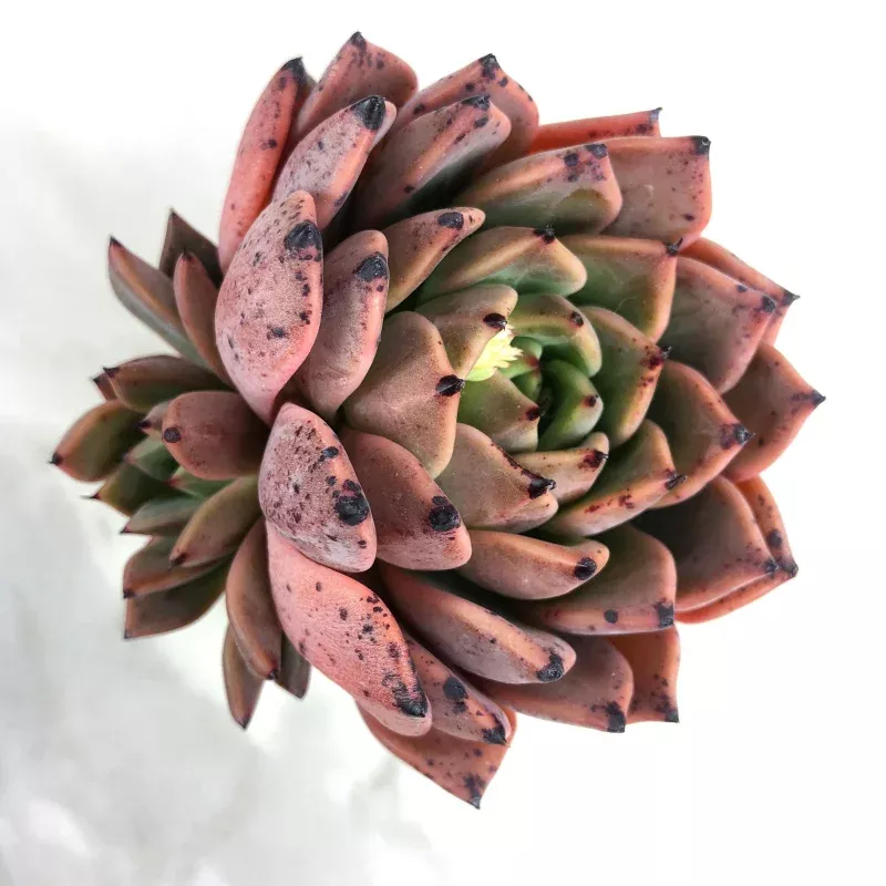 Echeveria Agavoides Venus, (Double)