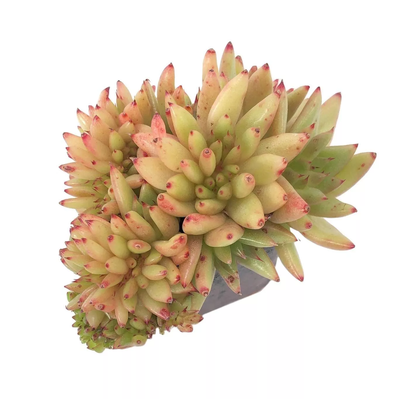 Echeveria Agavoiodes Cristata